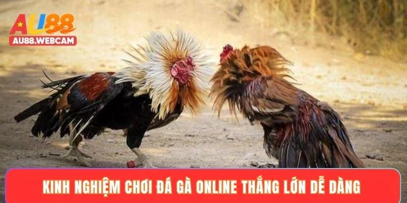 Kinh nghiệm chơi đá gà online thắng lớn dễ dàng