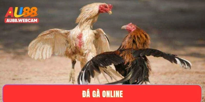 Đá gà online - Trải nghiệm các trận đấu kịch tính nhất 2025